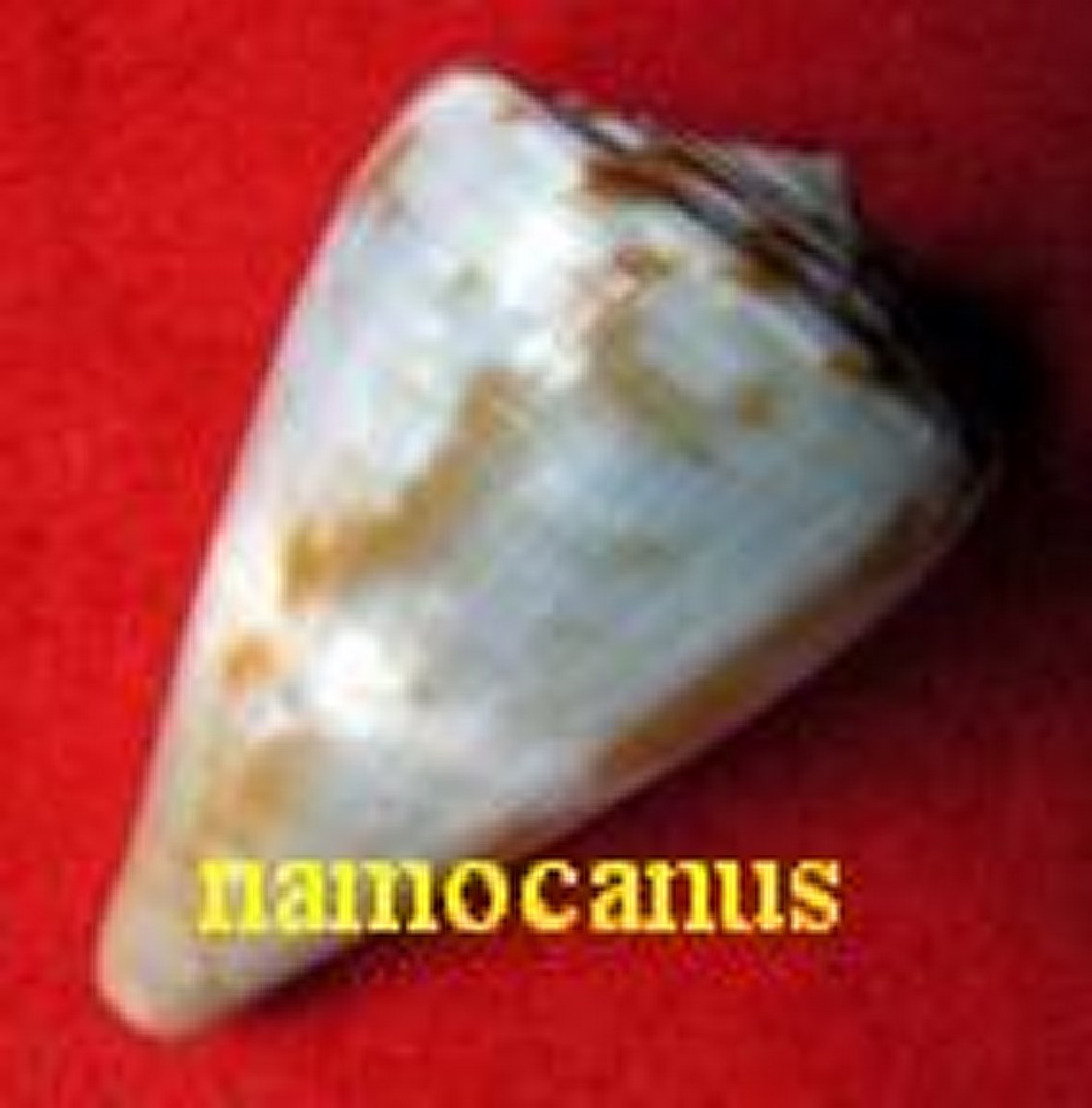 Conus namocanus, Hwass in Bruguiere 1792
